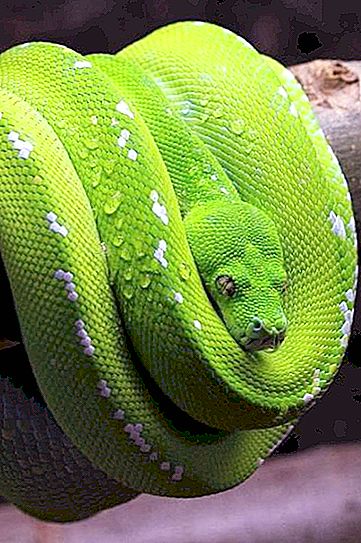 Zöld python: leírás, fénykép, reprodukció, tartalom