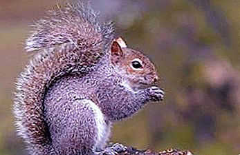 Fraseoloogia „Nagu orav rattas” tähendus: väljenduse päritolu ja tänapäevane elu