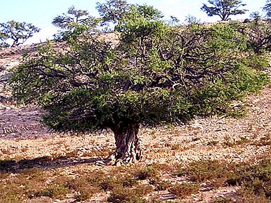Arganový strom: popis, vlastnosti, aplikace