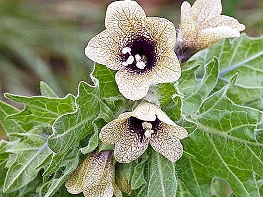 Belena is a poisonous plant. Poisoning by poisonous plants. Black belena
