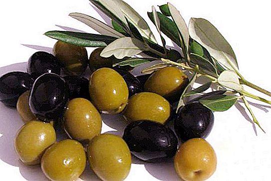 Eiropas olīvas: apraksts, kopšana, audzēšana, pavairošana, atsauksmes