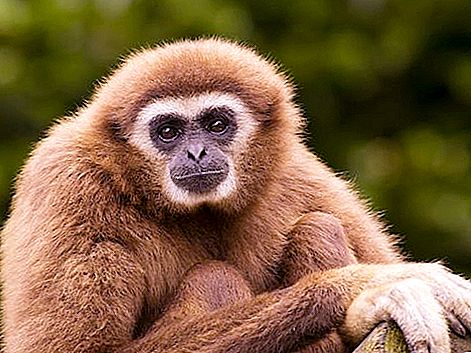 Gibbon is een redelijke aap. Habitathabitat, levensstijl en temperament