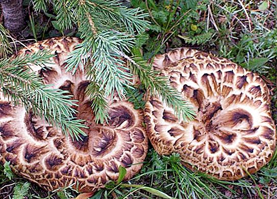 黑莓蘑菇：描述，栖息地和烹饪应用
