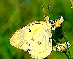 ¿Cómo es una mariposa de hierba de limón? Encantador