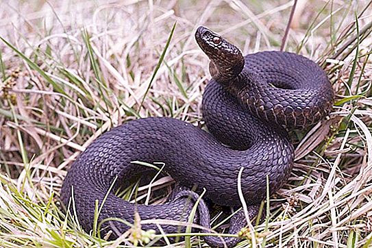 세계에서 가장 유독 한 뱀은 무엇입니까? 사진, 이름