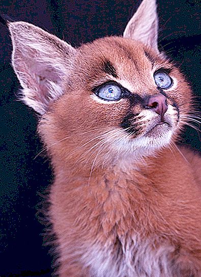 Caracals: beautiful wild cats that can easily be domesticated