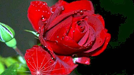 Rose rouge - symbole floral de l'Angleterre