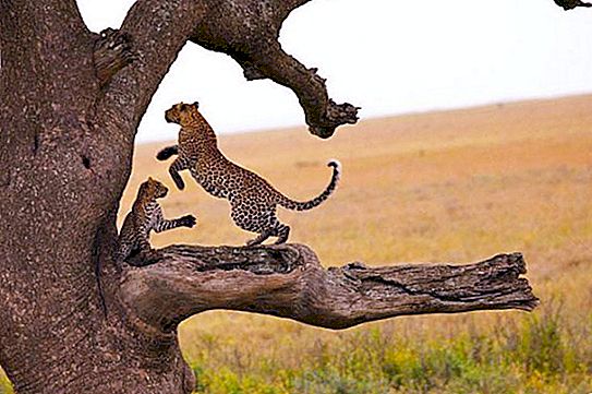 Nationalparker: Serengeti. Flora och fauna i Afrika