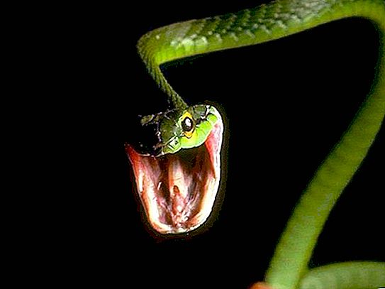 Sự thật hữu ích và thú vị về loài rắn
