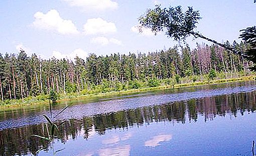 The nature of Belarus is a unique heritage of the relic ecosystem
