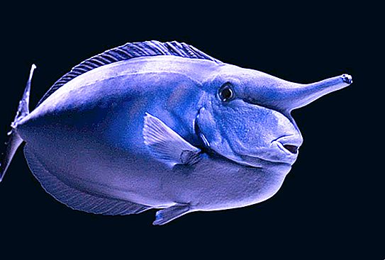 유니콘 피쉬 : 사진, 설명. 유니콘 고래 물고기