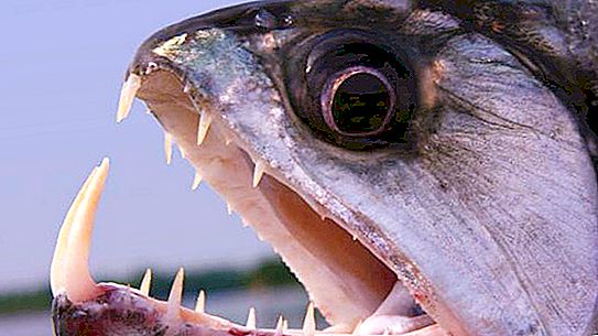 Vampīru zivis vai Payara: apraksts, interesanti fakti un dzīvotne