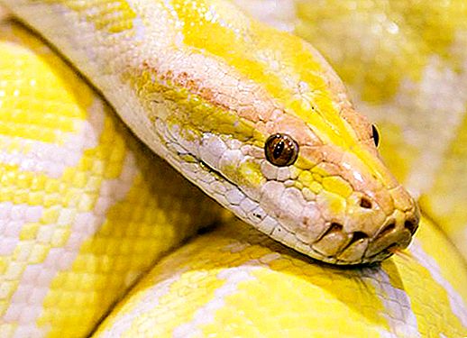 Python jala: foto, ukuran