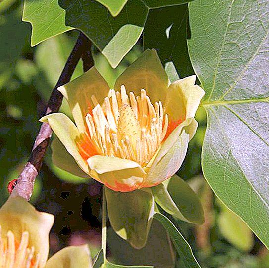 Tulip tree (Golovinka, Sotsji): foto, beskrivelse og historien til treet