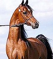 Konie arabskie - prezent od Wszechmogącego