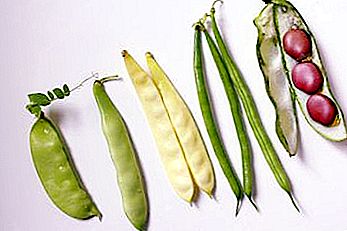 Bean adalah nama buah tumbuhan legum dan tumbuhan individu. Perbezaan antara kacang dan kacang