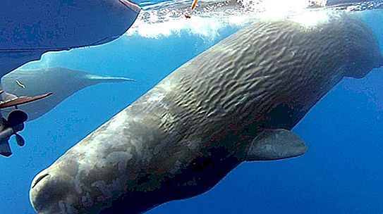Che cos'è un capodoglio? Capodoglio dei mammiferi marini: descrizione, habitat, stile di vita, alimentazione