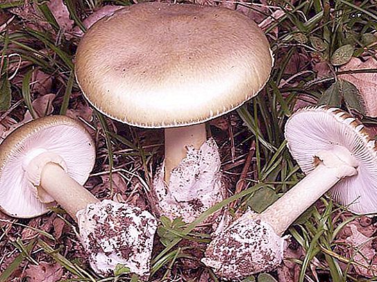 Contrapartes de cogumelos - presentes perigosos da floresta