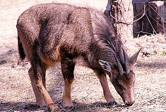 Himalajska koza: opis, distribucija, reprodukcija