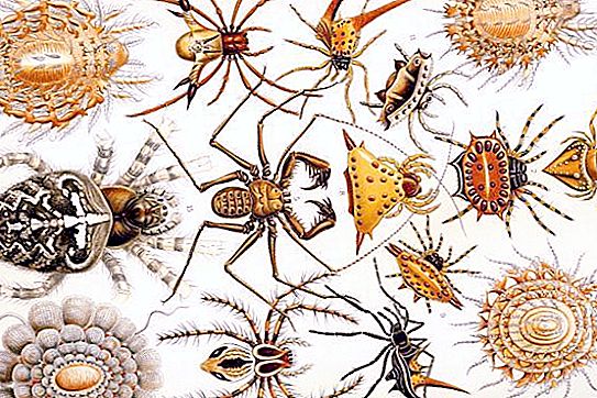 クモ類についての興味深い事実。 クモ形類：10の興味深い事実