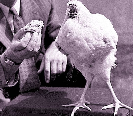 La historia de cómo vivió el gallo sin cabeza Mike