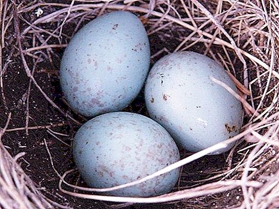 Jak vypadají drozdní vejce? Úžasná barva vajec těchto ptáků!