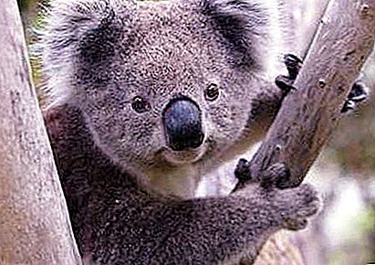 Koala - marsupial and defenseless bear