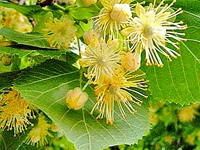 Linden: ดอกและลักษณะของต้นน้ำผึ้ง