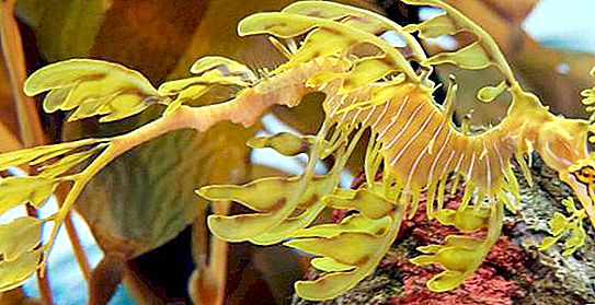 Rồng biển rụng lá - một cư dân thú vị của thế giới dưới nước
