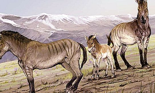 Przewalski's horse: description, features and interesting facts
