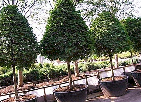 大型植物を植える：成木を移植する方法？