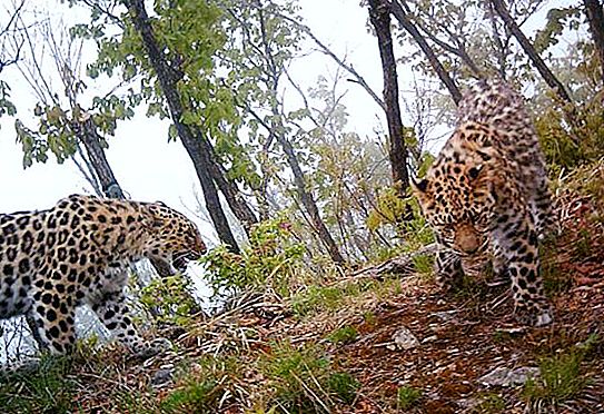 "Leopard Land" - en nationalpark i Primorsky Territory