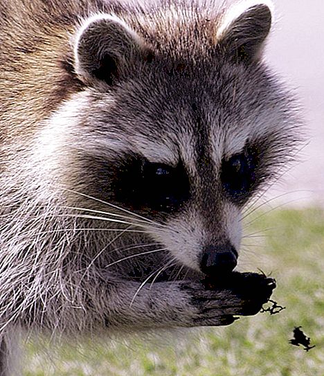 Raccoon breeding and lifespan