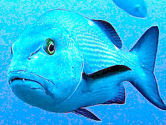 Ikan snapper: keterangan, ciri-ciri