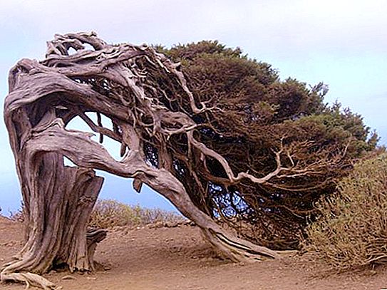 The most unusual trees in the world