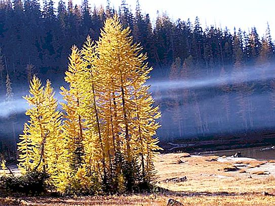 Labiausiai paplitęs medis Rusijoje: populiarūs Rusijos miško atstovai