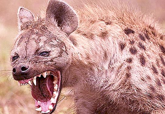 Mayroon bang "nagniningas na hyena"? Ang pagtatapos ng error