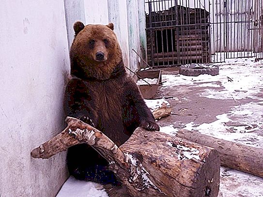 Musim sejuk hangat di Moscow: tiada salji, tumbuh-tumbuhan berbunga, dan beruang yang terbangun dari hibernasi