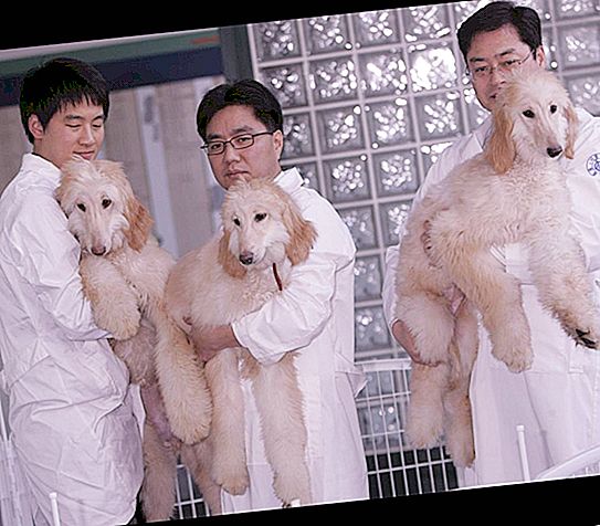 Na China, um cão detetive foi clonado para reduzir custos: foto de filhote