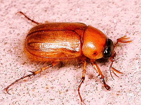 Mga uri ng mga beetles: paglalarawan at larawan