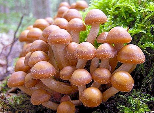 Cogumelo saboroso: agaric de mel de verão