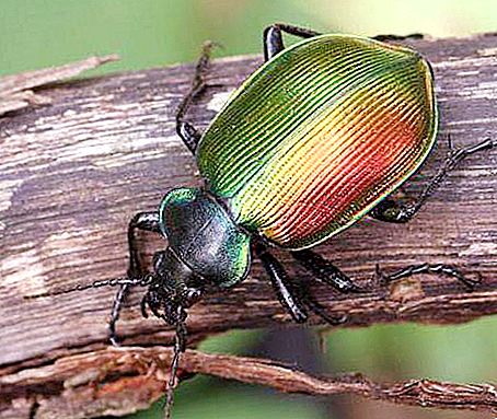 Kumbang itu cantik - pemangsa yang berguna. Penerangan dan gaya hidup