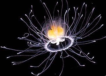 Nesmrtna meduza Turritopsis nutricula
