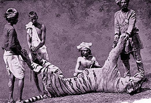 Champavat Tigress - binatang buas pembunuh yang melahirkan banyak mimpi buruk
