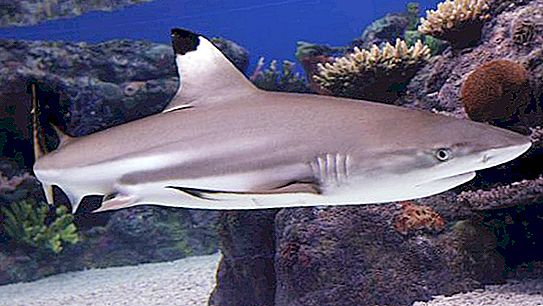 Blackfin Reef Shark: Funksjoner og livsstil