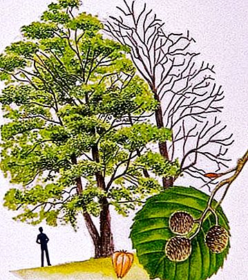 Pokok Alder - penyembuh yang sangat diperlukan dan sumber tenaga hidup