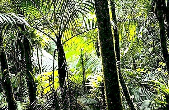 Equatoriale bossen zijn de longen van onze planeet.
