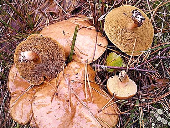 斯维尔德洛夫斯克州的蘑菇：何时何地收集的描述