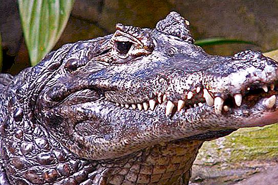 Cayman est un représentant de la famille des alligators. Photo et description