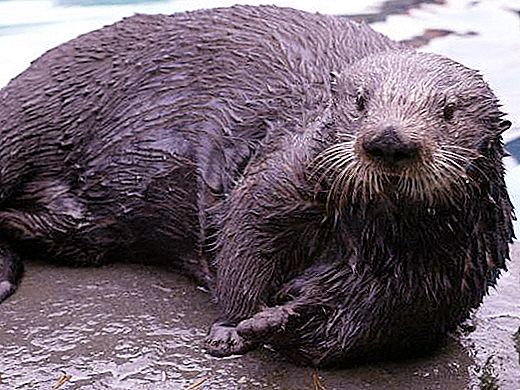 Jak śpią wydry morskie? Wydry morskie: ciekawe fakty